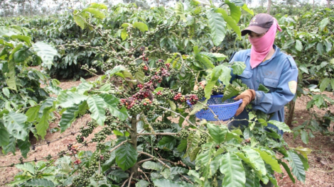Càr Dăk Lăk ờ sŭk ơm ngòt ờ tơl cau pĭc plai kơphe tàm bơta kòp gơtờp
