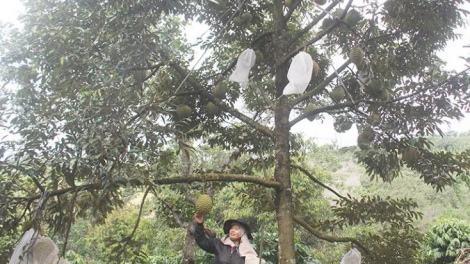 Dăk Nông rlau 11 rbô tấn phan lơh geh bơh sươn sre neh geh dong kờl tàm tơrbŏ tăc bro