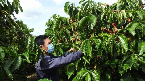 Gơdờp bal ờ do ờ dă, kơphe Tây Nguyên pơn jăt tai tơnguh uă bơta kuơ