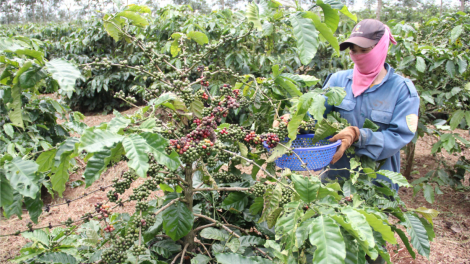 Càr Dăk Lăk kơlôi rơcăng ngòt ờ tơl cau pĭc plai kơphe tàm bơta kòp gơtờp