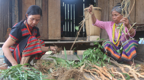 Tơrnờm kañ nha bơh kòn cau Brâu dê