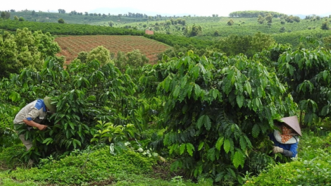Kon Tum: Rơcang lài tơrbŏ bal tac phan kơphe ai cau lơh broă sa in