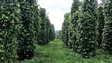 Dăk Nông: Bơtàu tơnguh lơh sa hợp tác xã