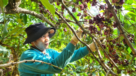 Gia Lai: Tơrgùm bơtàu tơnguh lơh sa suơn sre kơ̆ kơljap