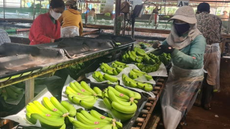 Gia Lai: Ngui tŭ niam, tac hờ lơgar ndai gơguh pràn