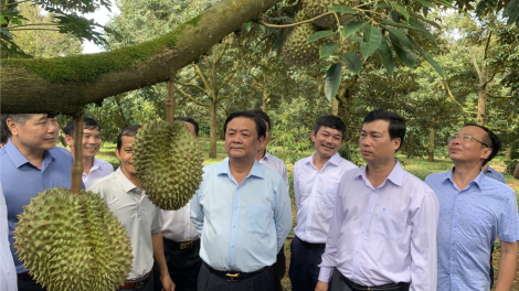 Khà sầu riêng sơn rờp bơh Việt Nam dê geh tac uă hờ lơgar ndai jat sră pơrgon