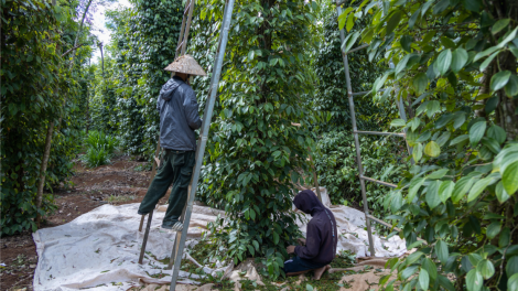Dăk Lăk: Tiêu ờ geh tơnhào, cau tam gơtìp kal ke