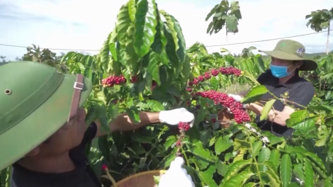 Gia Lai: Lơh bal lơh sa nàng tơnguh bơta kwơ kơphe