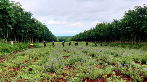 Gia Lai: Sền wơl bàr rơndăp broă kwơ màng bè broă tơmù rơƀah mờ prăp gàr tơnguh bơtàu phan lơh sơnơm