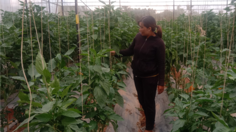 Cau ùr càr Lâm Đồng dong kờl bal tơnguh bơtàu lơh sa