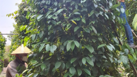 Gia Lai tam tiêu kơ̆ kơl jăp jŏ jòng, cau lơh broă sa lơh geh plai lơngồt