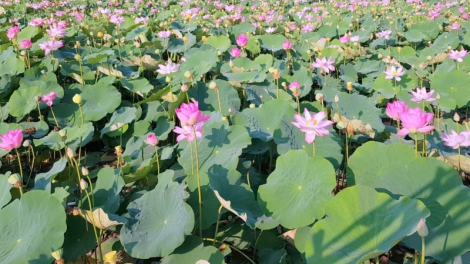 Dơ̆ lơh chờ Sen Đồng Tháp nàng kờñ ngui niam bơta kwơ lơh sa bơh Sen