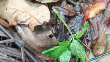 Kon Tum: tu kòp lơh aniai, mìu piar lơh hoàc huơr mờr 30 rơbô tờm kơnuh sơnơm Ngọc Linh