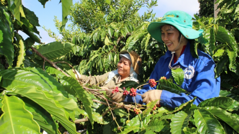 Buôn Ma Thuột wèt tus “Ƀòn dờng kơphê dunia dê”