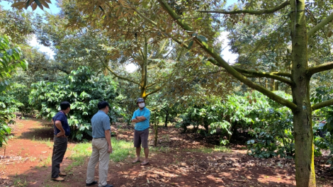 Cau lơh broă sa mờ mpồl lơh sa kă bro Tây Nguyên lơh bal ai phan lơh geh bơh sươn sre tăc mờ dunia