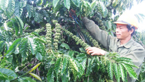 Bơta chài sền gàr tờm kơphê tàm tơngai ròng plai