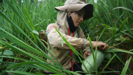 Rpu\ng mir: ndơ sa bah ji hir, sa pâl bah Tây Nguyên