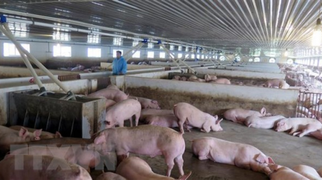 Rdâng lơh đah ji ndu\l ndjroh su\r châu Phi: Mhâm [ư tâm rnôk kâp geh vaccine?