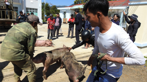 Nu^h Xơ đăng ta nkual tăm sâm Ngọc Linh Kon Tum dơi kơl su\r sa Tết