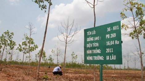 12 rbăn ha cao su bri mô jêng mô lah khi\t, Gia Lai dăn ntrơn.