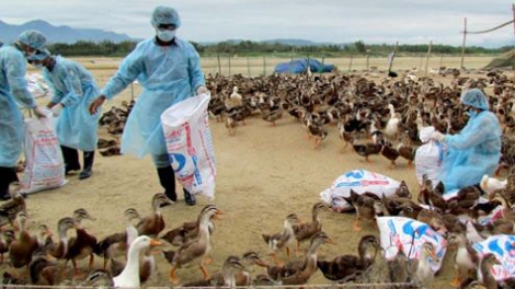 Sir jos tir tar caz moz ơưk A H5N6 nta suôz hnuz 25/3/2015