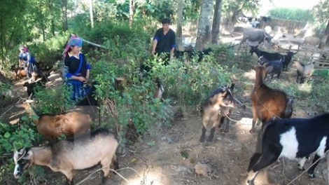 Lý Văn Minh huôv tsar cêr uô nox cxôngx tu zus yik nta suôz hnuz 25-5-2017