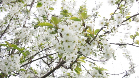 Xor xưv faz Baz hnuz xiêz 3-2-2017