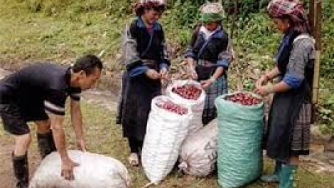 HĐND tỉnh Sơn La tso tơưv Nghị quyết lok tsênhv chêi paz huôv tsar hợp tác xã chos ntông nox txir hnuz 19.5.2017