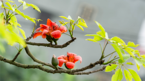 Lượn slương: CHỒM BJOÓC