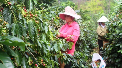 MẢU CÀ PHÊ CÚA PỈ NOỌNG DÚ MƯỜNG ẢNG (ĐIỆN BIÊN) PI NẨY DỈ ĐẢY MẢU, ĐẢY CHÁ DỈ ĐẢY PAO SLU DỰ