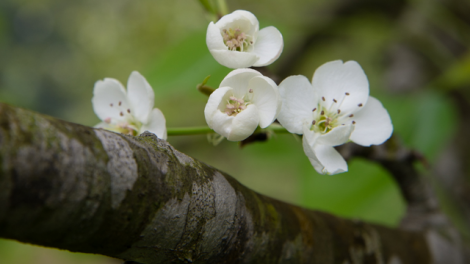 CHƯƠNG TRÌNH DÂN CA TÀY