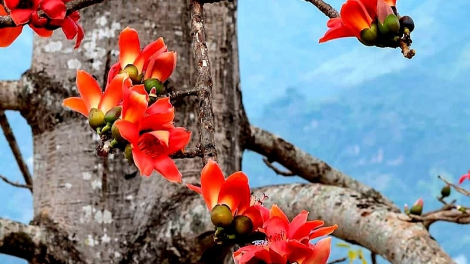 CẰM LƯỢN PHÁC SLẤY SLƯ