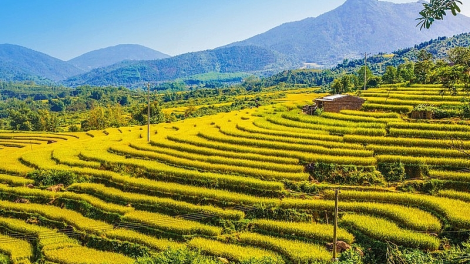 SLOONG DƯỞNG MẤƯ MỪA BHYT PỈ NOỌNG CẨN CHẮC