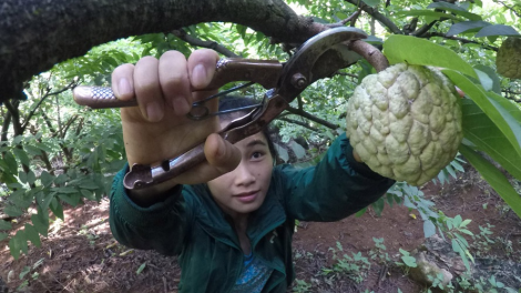 LẠNG SƠN: AU TÀNG MẠNG KHẢU PANG CHỎI PỈ NOỌNG KHAI CÚA CÁI ĐĂM CHAY CHANG SLÌ MÌ PỈNH LẢ