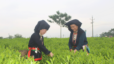 TỐI MẤƯ DÚ BẠI BÚNG KHỎ CÚA THỊ XẠ PHỔ YÊN