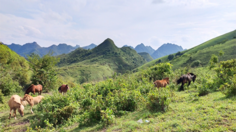 THEN: PAO DỰC MÒ VÀI (CHĂM SÓC TRÂU BÒ)