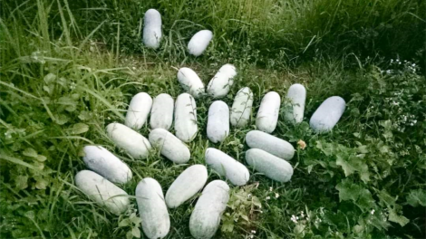 CAO BẰNG: PỈ NOỌNG CHẬP LAI DƯỞNG KHỎ NHOÒNG NẮM KHAI ĐẢY PHẲC MOONG HOM