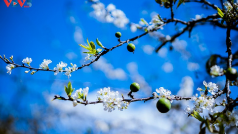 CHƯƠNG TRÌNH KHAY HENG TIỂNG TÀY-NÙNG (Thứ 6- Vằn xo 1 bươn 4 pi 2022)