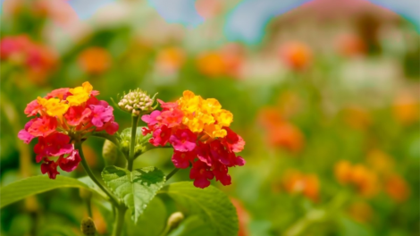 CHƯƠNG TRÌNH KHAY HENG TIỂNG TÀY-NÙNG (Thứ Bảy- Vằn 28/5/2022)