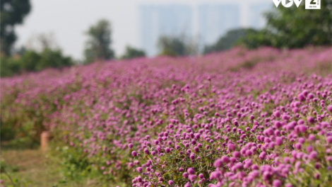 CHƯƠNG TRÌNH KHAY HENG TIỂNG TÀY - NÙNG (Thứ Hai- Vằn xo 8/8/2022)