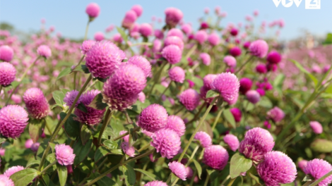 CHƯƠNG TRÌNH KHAY HENG TIỂNG TÀY-NÙNG (Thứ Ba- Vằn xo 2/8/2022)