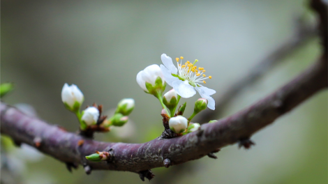 CHƯƠNG TRÌNH KHAY HENG TIỂNG TÀY - NÙNG (Thứ Ba- Vằn xo 8 bươn 2 pi 2022)