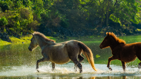 CHƯƠNG TRÌNH KHAY HENG TIỂNG TÀY - NÙNG (Thứ Sáu- Vằn 25 bươn 3 pi 2022)
