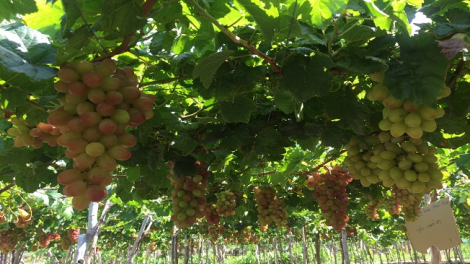 ꪁꪫꪱꪣ ꪄꪱꪫ ꪶꪠꪉ ꪼꪔ ꪚꪀꪰ ꪖꪳ 6 ꪣꪳ 17 ꪁ ꪾꪹꪚꪙ 5 ꪜꪲ 2019