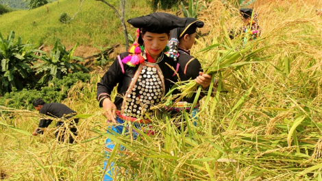 Quam kháo phổng Tày Bắc thứ 3 mự 30 căm bườn 3 pì 2021