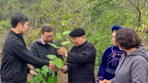 Quam kháo phổng Tày Bắc thứ 6 mự  căm 8 bườn 10 pì 2021