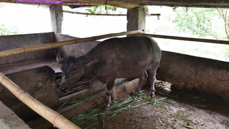 Ngon tô thứ 3 mự 26 căm bườn 10 pì 2021- Côn tảnh liệng cận khâng nhả, chương kin hảu tô tảnh liệng chơ mua nao ma