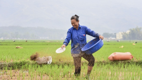 Ngon tô thứ 5mự 25 căm bườn 02 pì 2021- 	Po hay me na Yên Bái lông dệt dượn na mua xuân