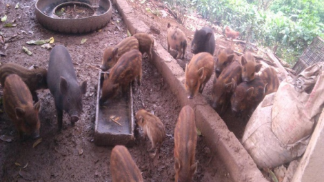 Ngon tô thứ 3 mự 13 căm bườn 7 pì 2021 – Phủ nhinh phổng xùng dệt kinh tế giỏi