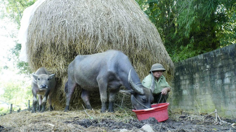 Ngon tô thứ 3 mự 7 căm  bườn 9 pì 2021 – Lai Châu: po hay me na dệt hăng té luông dệt dượn kinh tế lài tàng